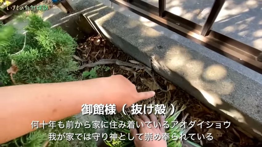 塀のそばにあったアオダイショウの抜け殻