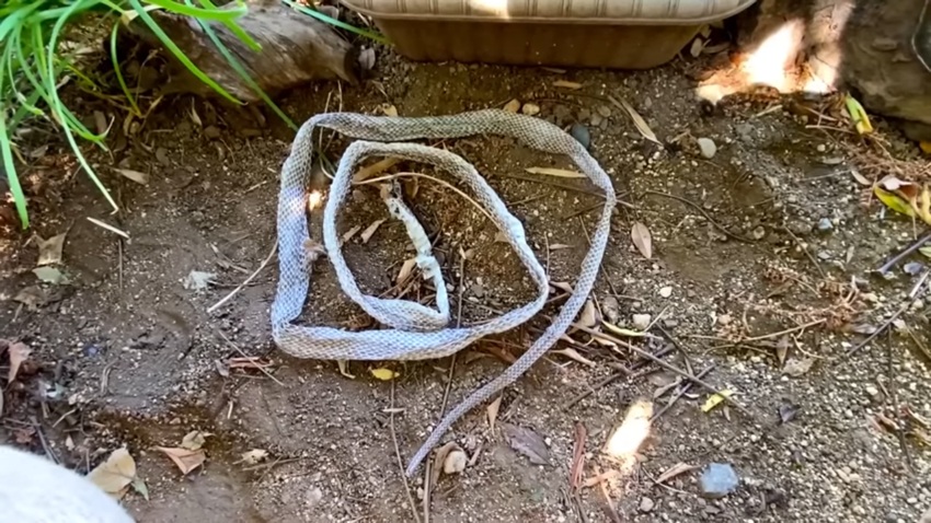 御館様と呼ぶアオダイショウの抜け殻