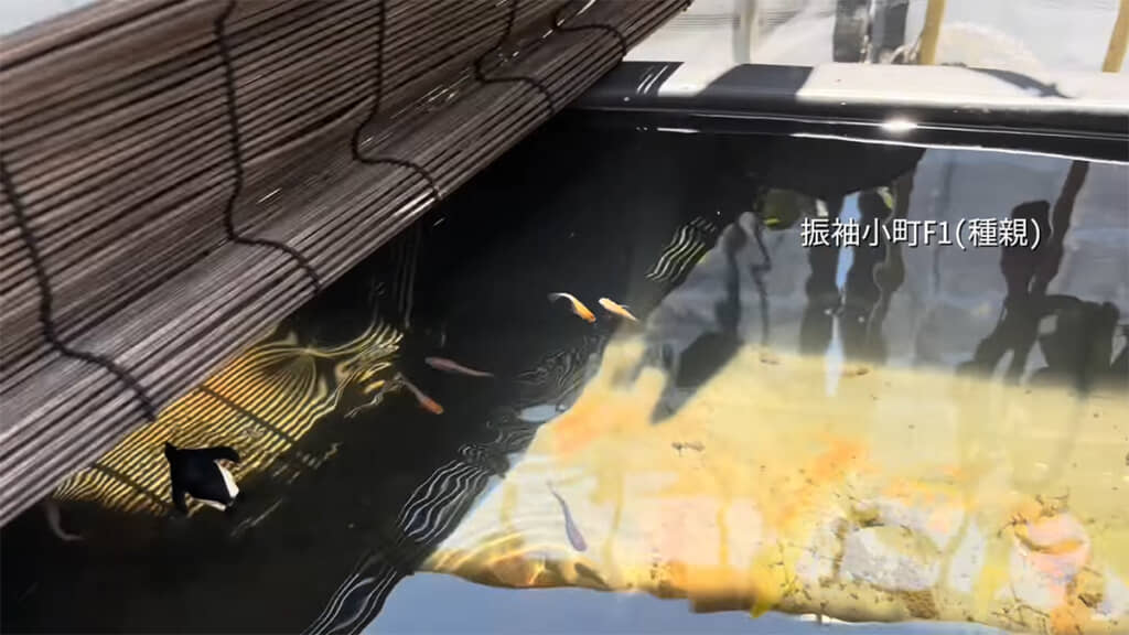 こちらが「振袖小町」（F1）