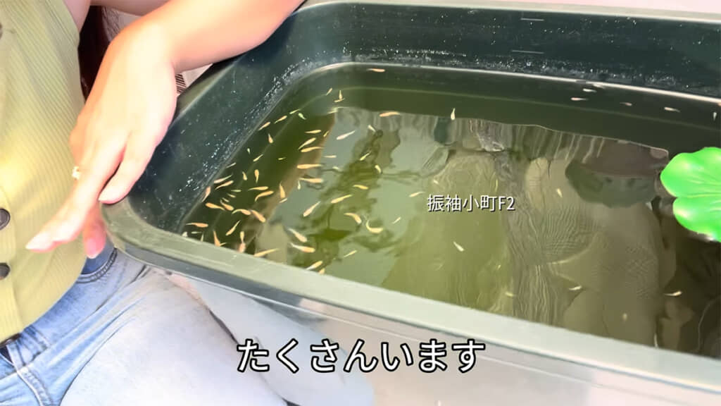 振袖小町（F1）の子（F2）の選別を行います