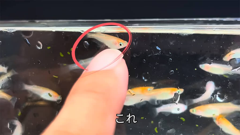 さらに種親となるメダカを選別