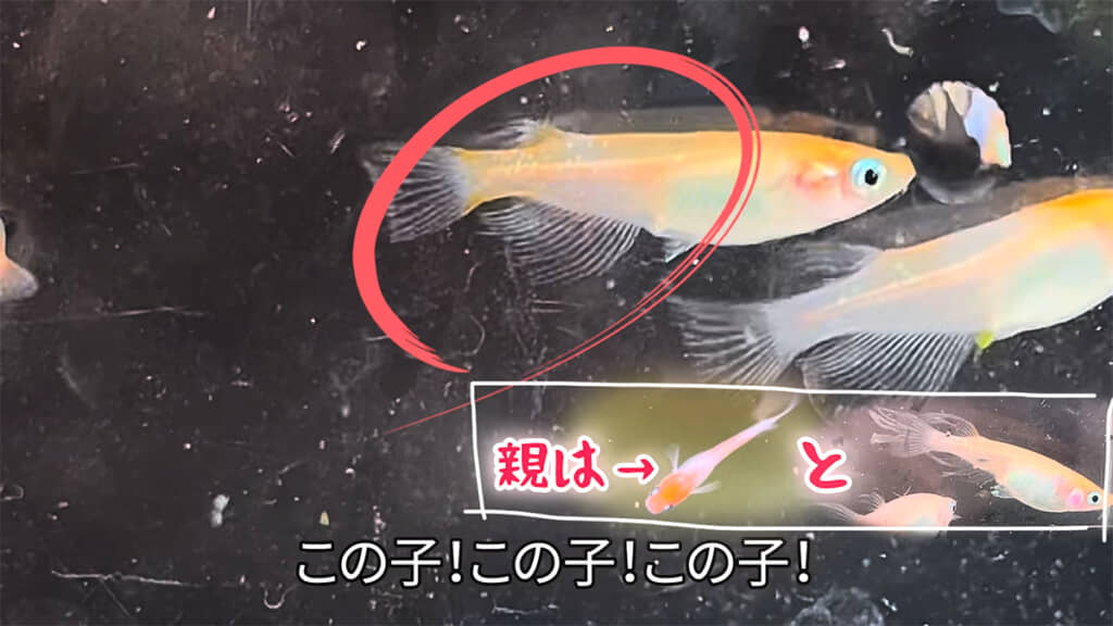 F2はF1より、両方の親の特徴が出ているそうです