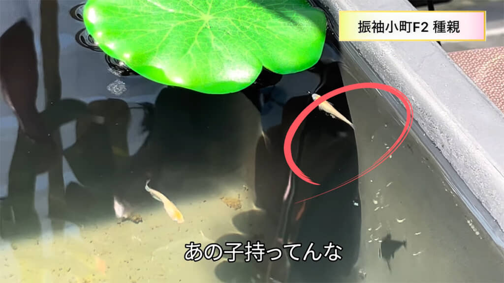 翌々日には卵を持っていました