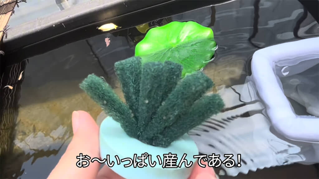 産卵床にたくさんの卵が