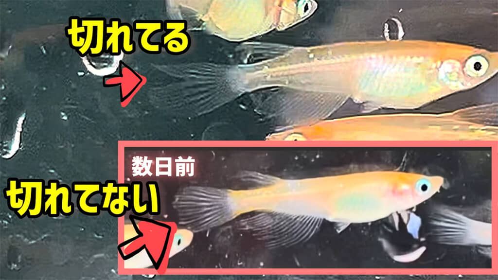 成長に伴い、どんどん特徴が出てきました