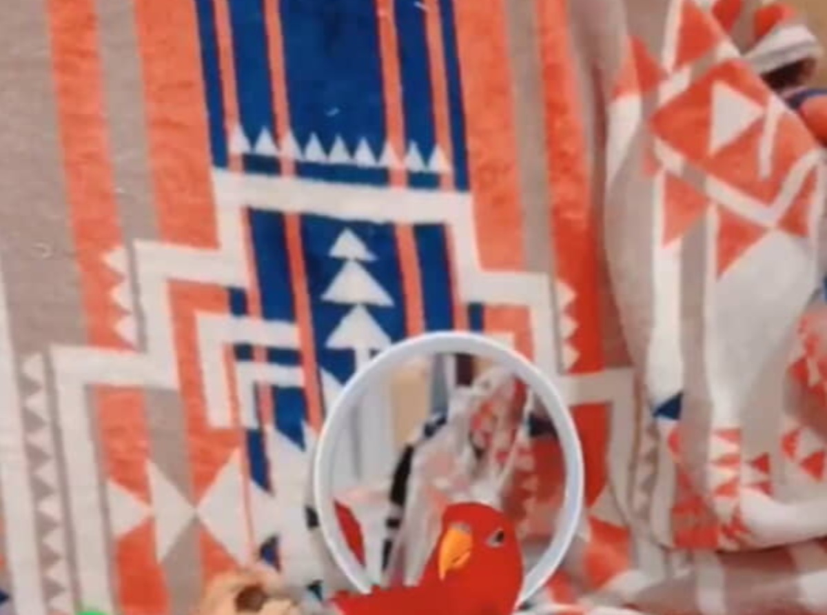 “鳥らしさを失ってしまった鳥”に吹き出し注意　「ちょっwww」「人が入ってる!?」「トリってこんなんだったっけ？」（1/3） | 小動物 ねとらぼ