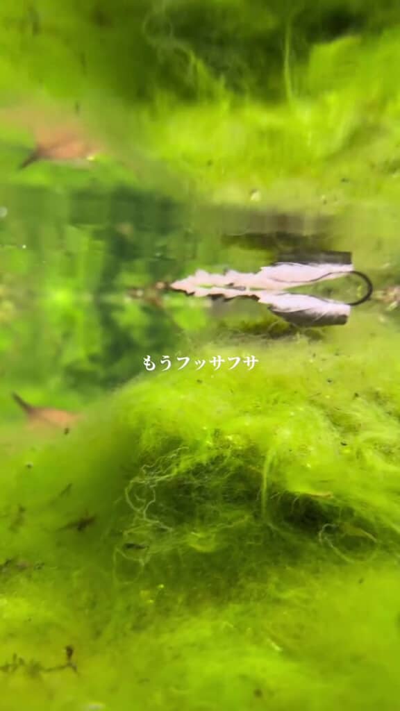 ビオトープ内を漂うアオミドロ