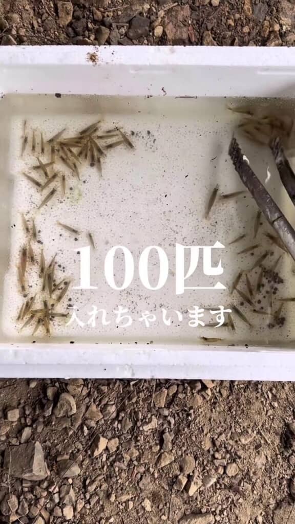 ビオトープを掃除してもらうため集めた100匹のヤマトヌマエビ