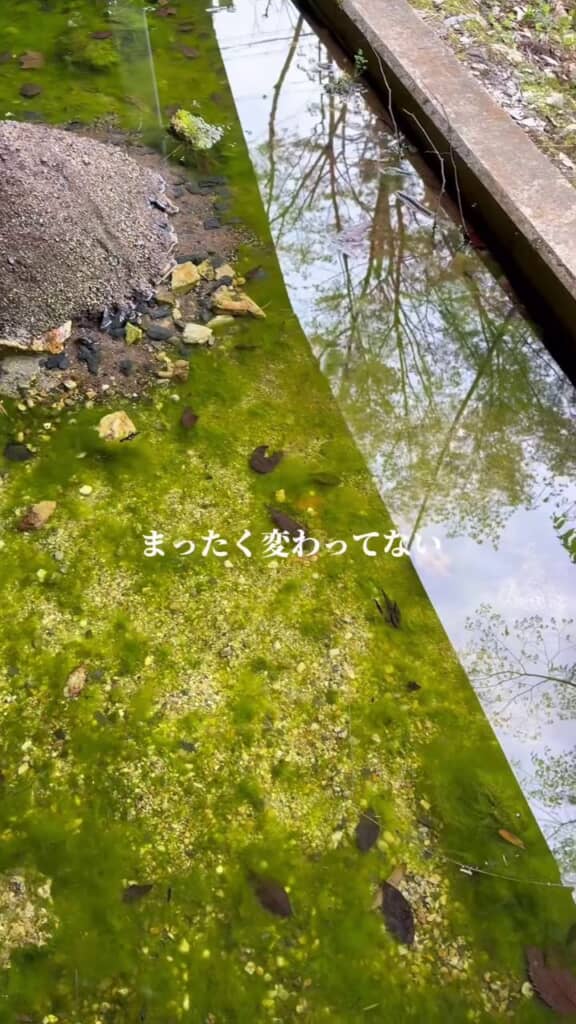 ヤマトヌマエビを放ってからも変わっていないビオトープ