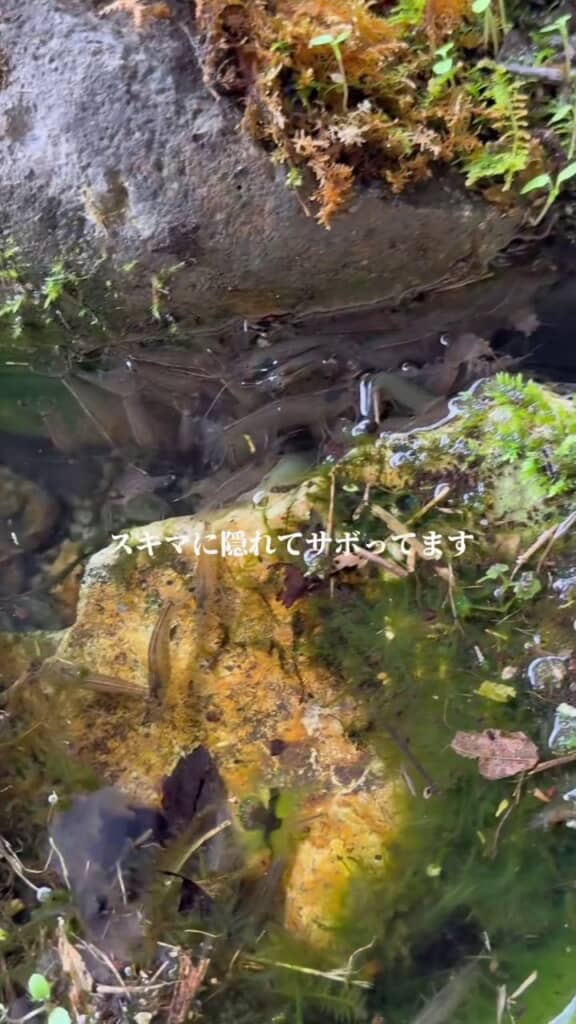 岩の隙間に隠れているヤマトヌマエビたち