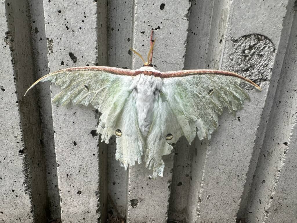 壁に止まったままこと切れているオオミズアオ