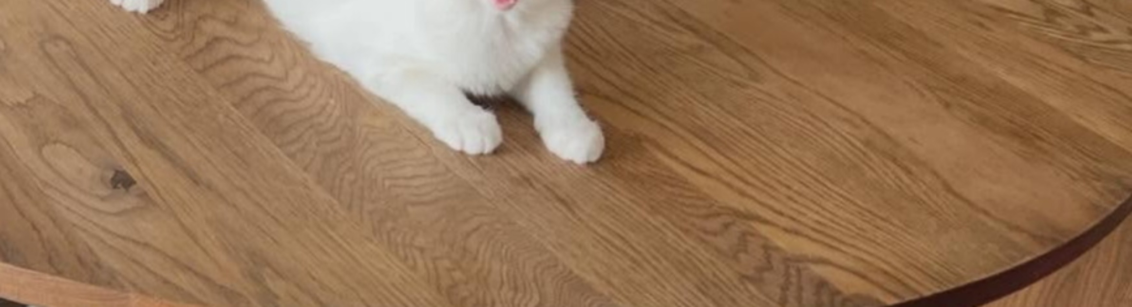 「リビング行ったらこれ」2匹の猫たちと暮らす飼い主、ふと部屋を見てみると……　まさかの光景に「ママ、みて」「豪快なパーリーナイト」（1/3） | 猫 ねとらぼ