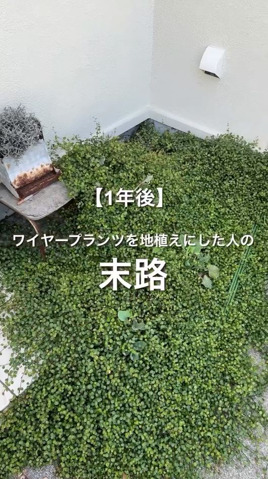 ワイヤープランツを地植えにしたら……？