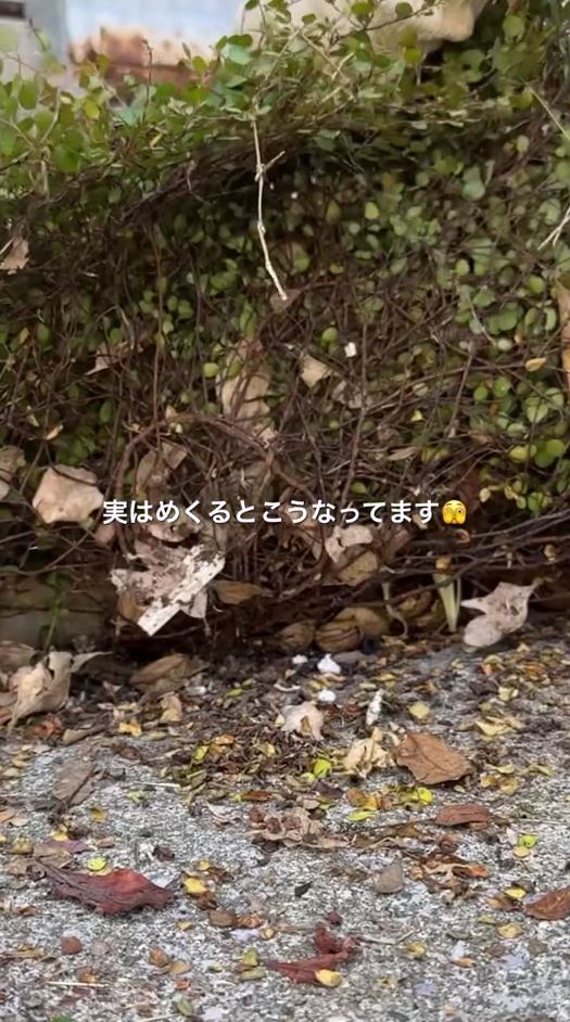 繁殖しまくってすさまじい状態に