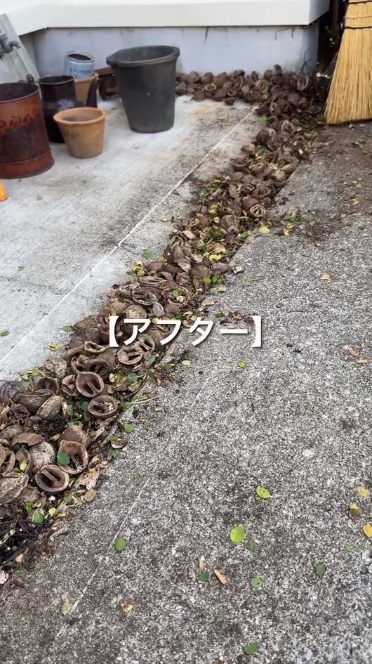 ワイヤープランツを取り除いた後