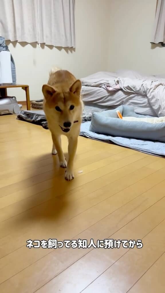 カメラに向かってテクテク