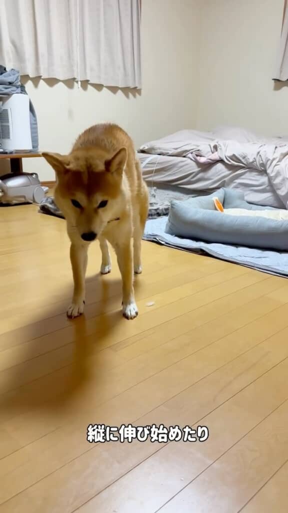 ネコちゃんのように縦伸び