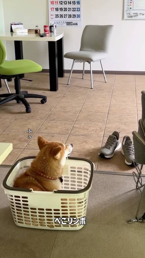 カゴの中でリラックス