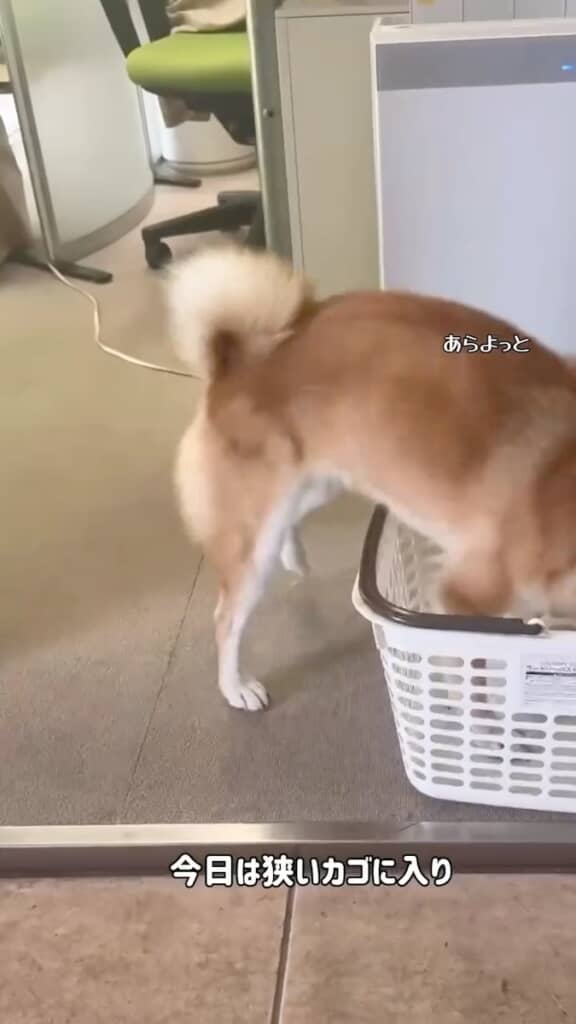 自ら狭いカゴに入るぺこリンボちゃん