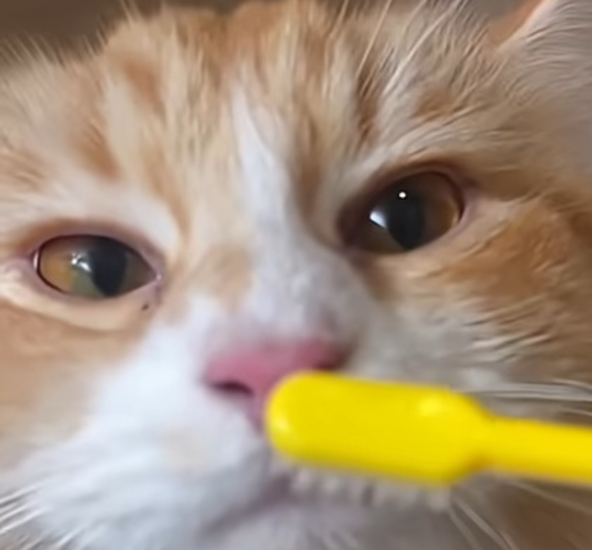 愛猫の眉間をぬらした歯ブラシでなでると……「あれ？」「すごい!!」　リピート確実の“検証結果”が110万再生突破（1/3） | 猫 ねとらぼ