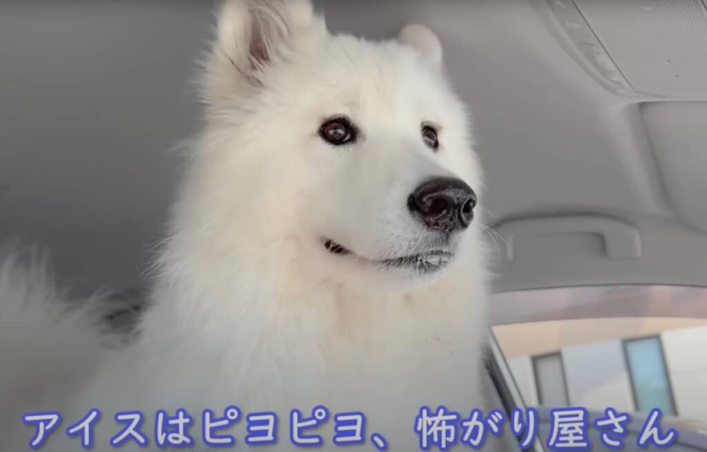 一方、怖がり屋さんのアイスちゃん