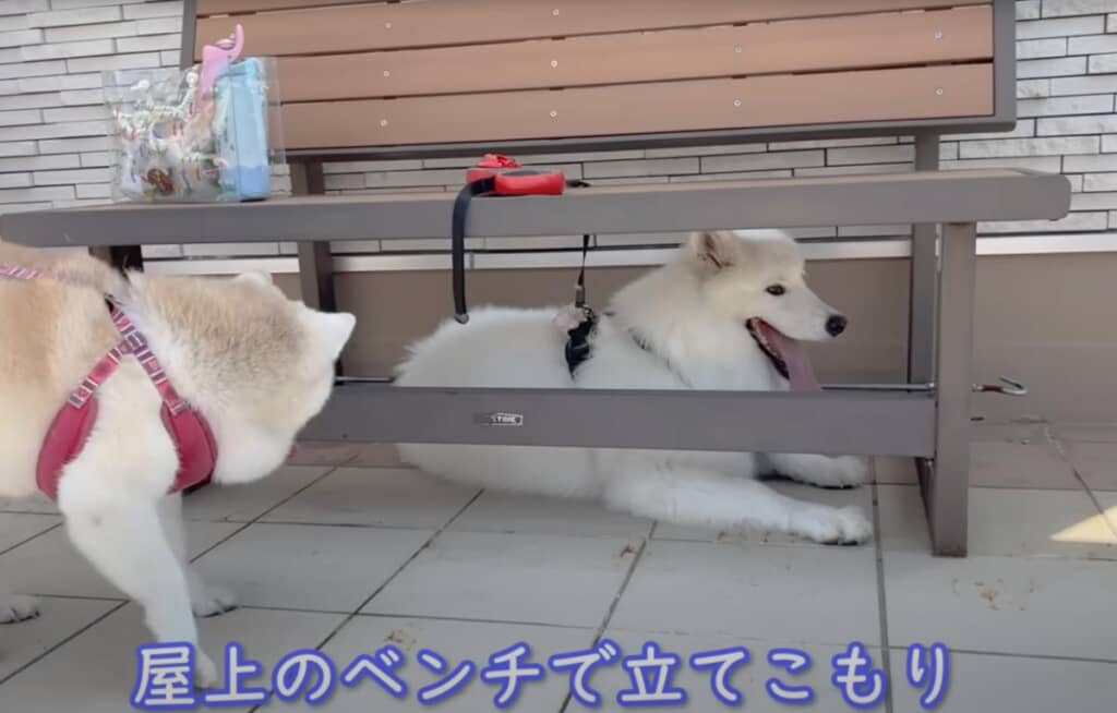 ベンチの下に立てこもっていました