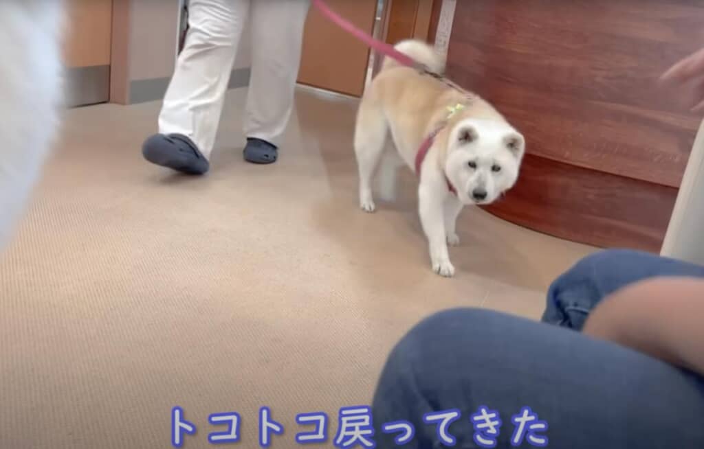 あいちゃんは落ち着いているけど、しっぽがうれしそう