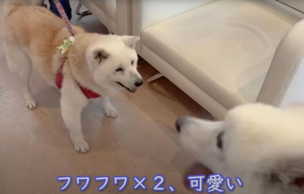 フワフワでかわいい2匹