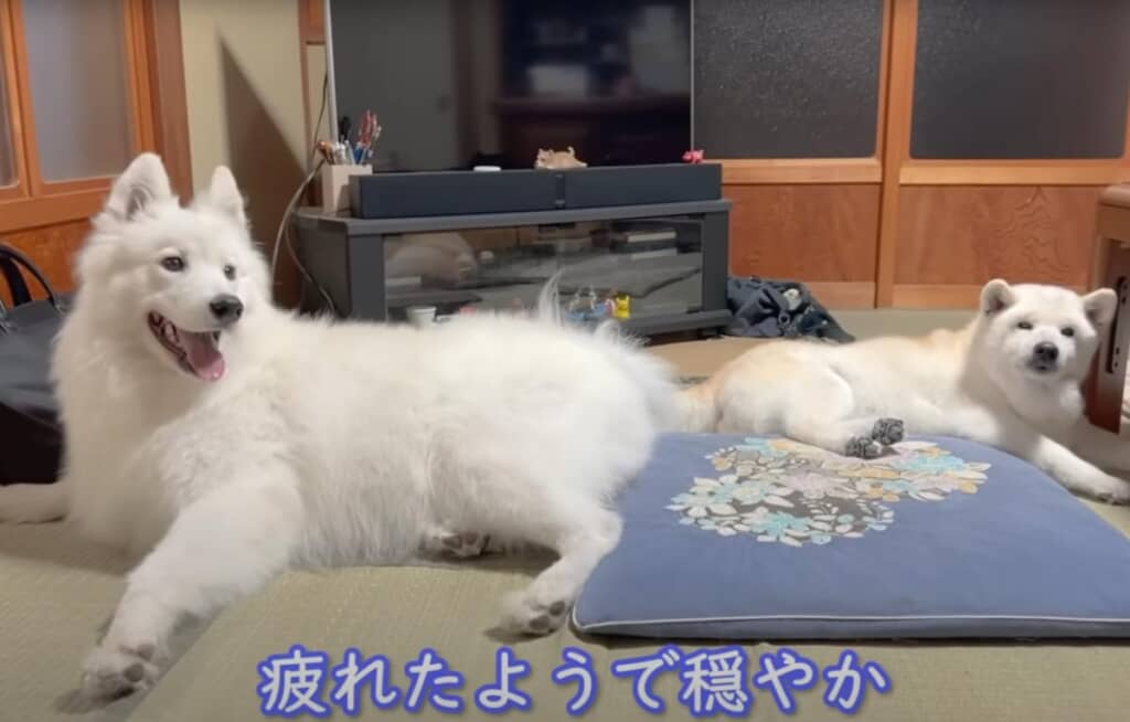 2匹ともお疲れ様！