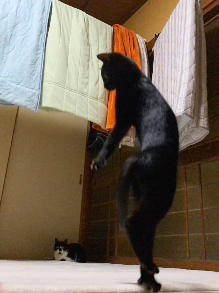 後ろ足2本でそろりそろり