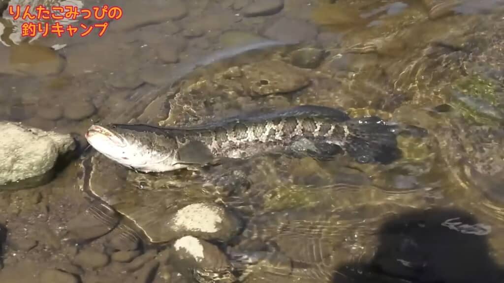 正体は巨大なライギョでした