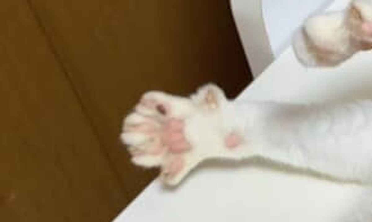 自分を赤ちゃんだと思っている“立派な成猫”　まさかのふるまいに「デカい」「かあいらしさ１万倍」（1/3） | 猫 ねとらぼ