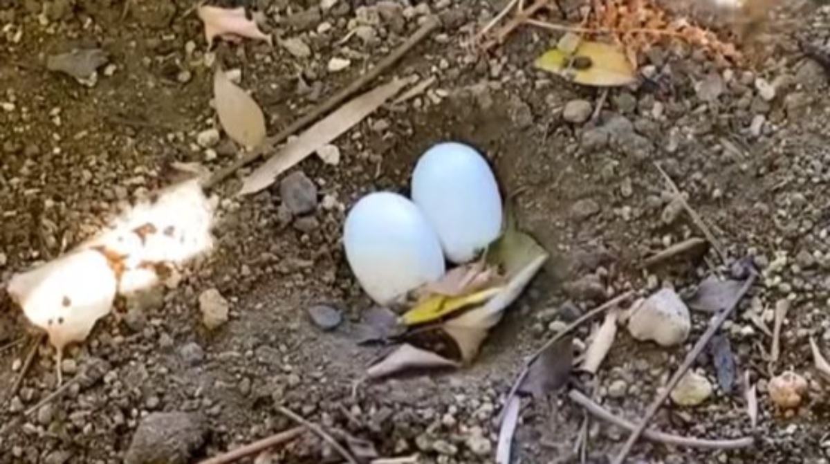 庭にある謎の穴、横にカメの卵を置いてみたら……まさかの生き物が現れ「すご～い」「ご立派ですね！」（1/3） | その他生き物 ねとらぼ