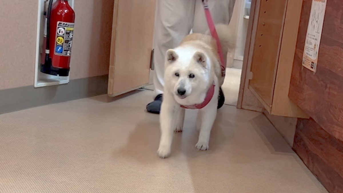 動物病院を頑張った16歳柴犬、3時間後に迎えに行くと……　お母さんを見つけた瞬間に心が洗われる（1/3） | 犬 ねとらぼ