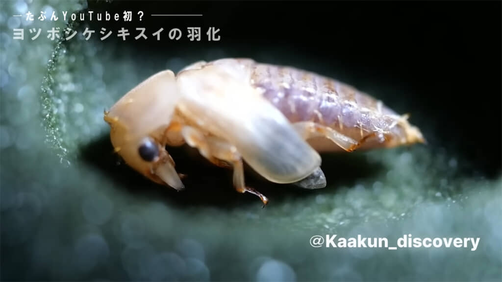 貴重な羽化シーンを目撃・撮影することに成功しました！