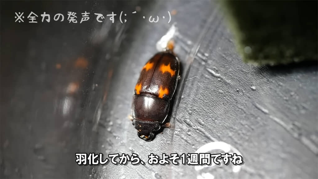 体の色が変わるまでには数日かかるようです