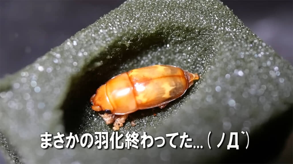 羽化の瞬間を目撃し損ねてしまいました