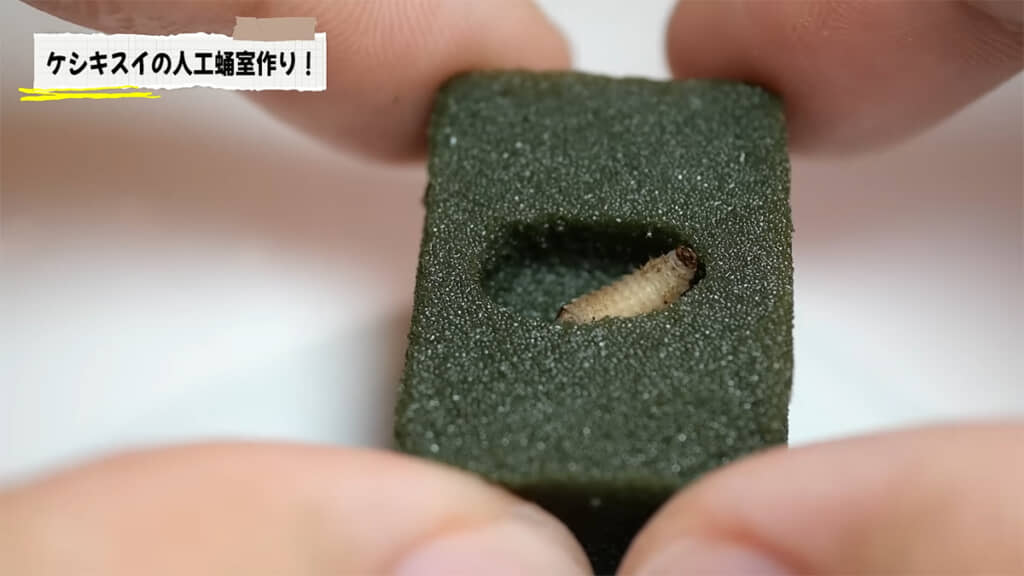 人口蛹室を作り、羽化を待つことに