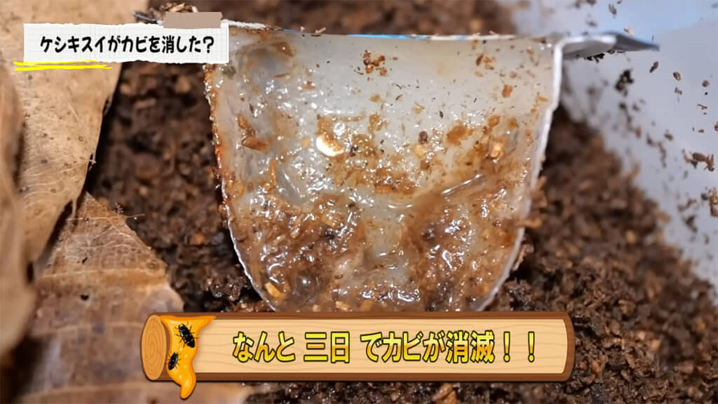 3日でカビを消滅させました、すごい……！！