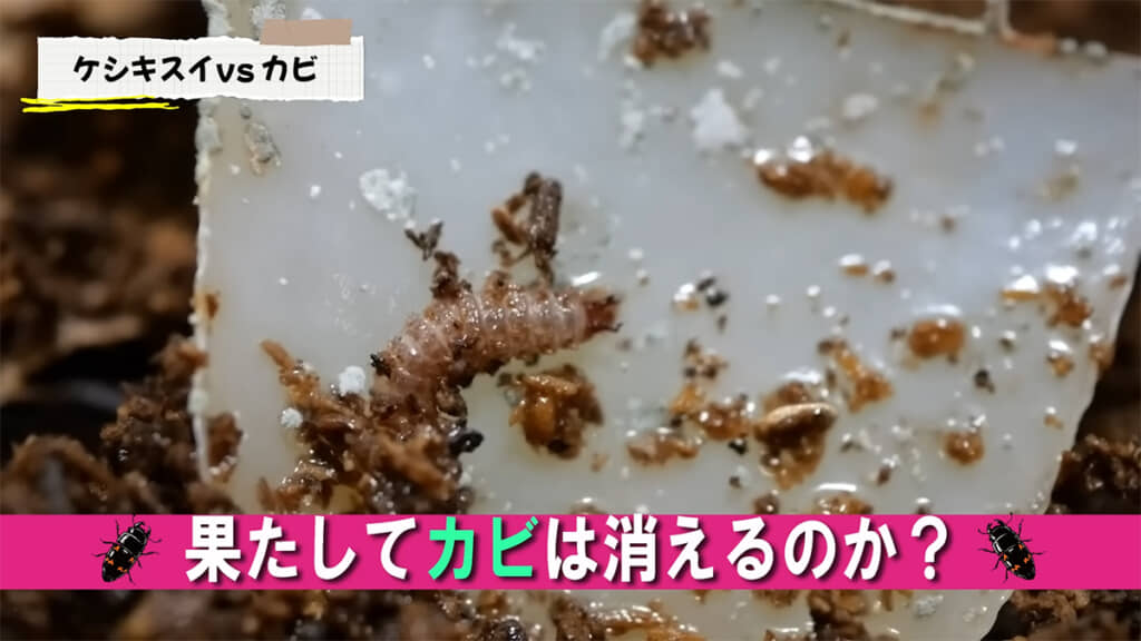 ヨツボシケシキスイの幼虫はカビを消せるのでしょうか