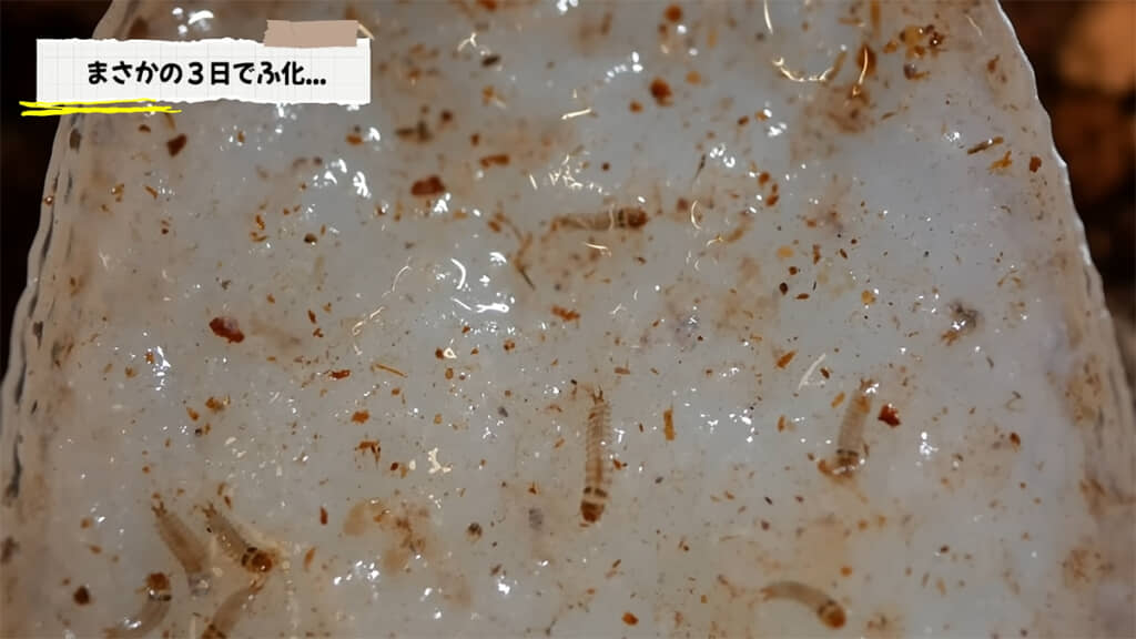 なんとも不思議な姿の幼虫が……！