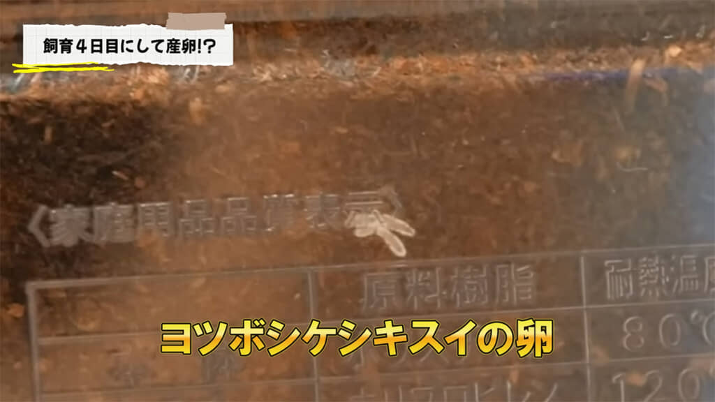 4日目にして卵を産んでいました