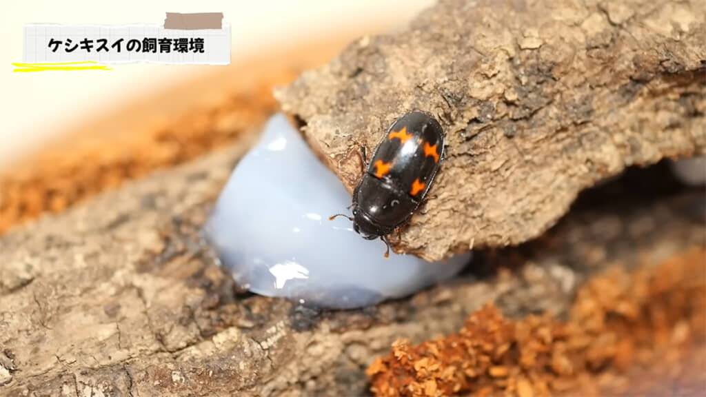 ゼリーを食べてくれました