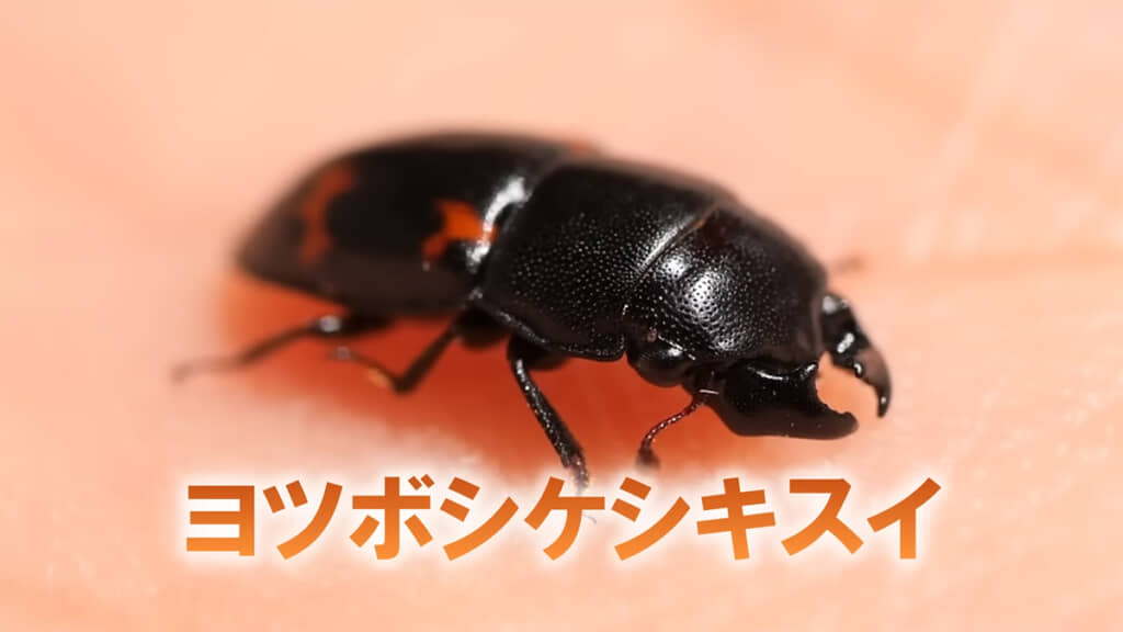 スルーされがちな昆虫「ヨツボシケシキスイ」