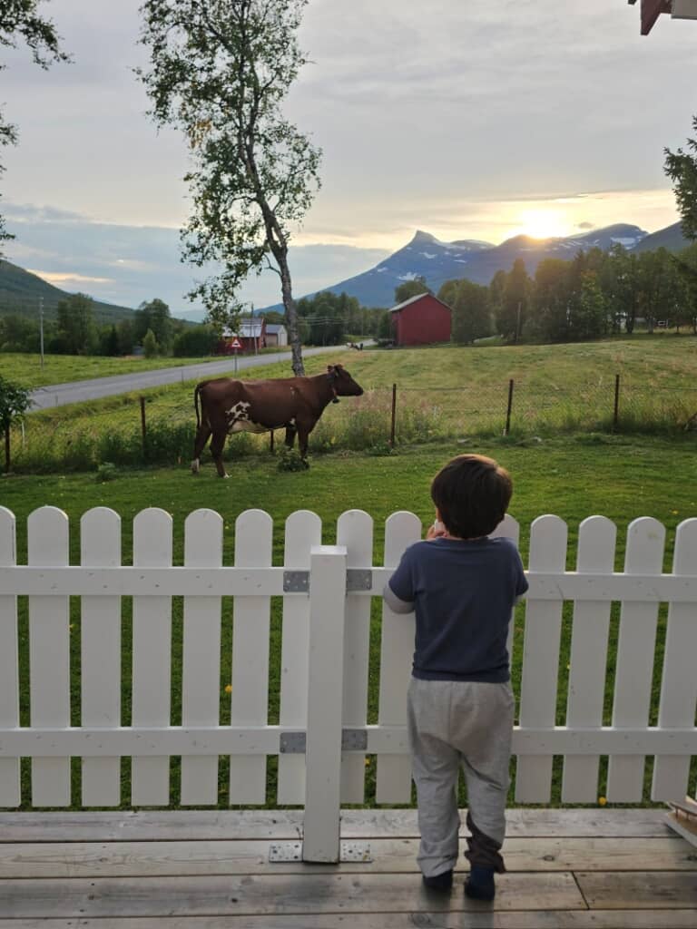庭にいた牛を眺める長男くん