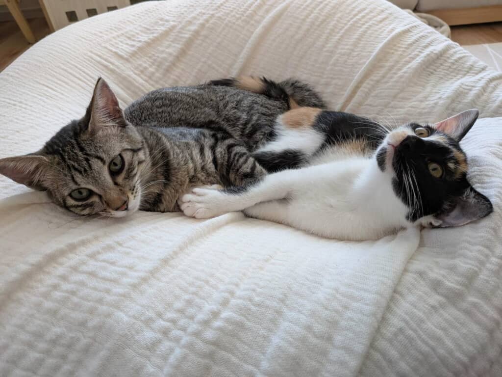 まるでバレエをしているようなののちゃん