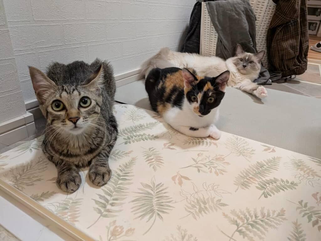 お風呂の出待ちをしてくれる猫ちゃんたち
