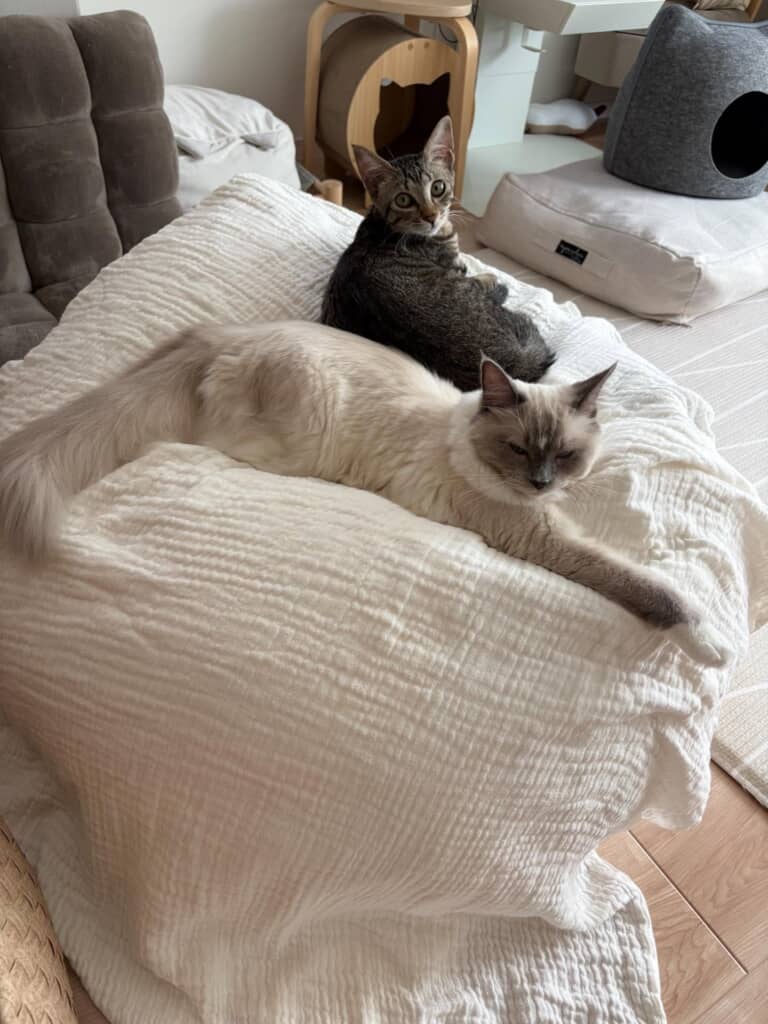 夫の両親と初対面を控えているエルちゃんと桜子ちゃん