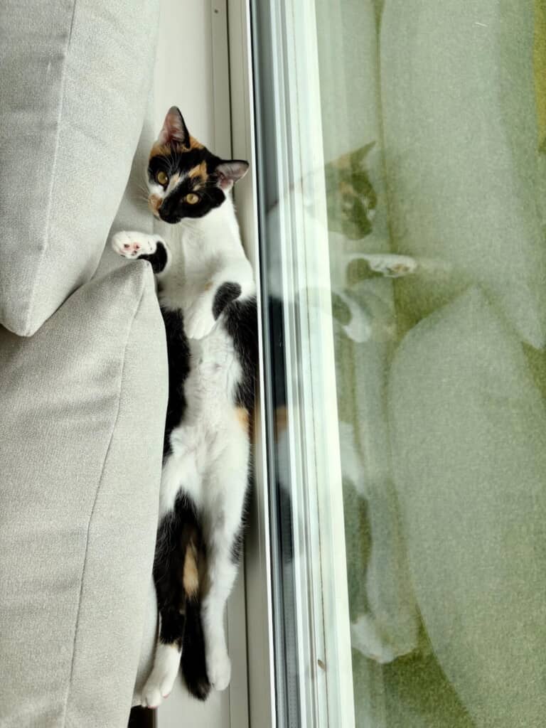 隙間に入って長く伸びているののちゃん