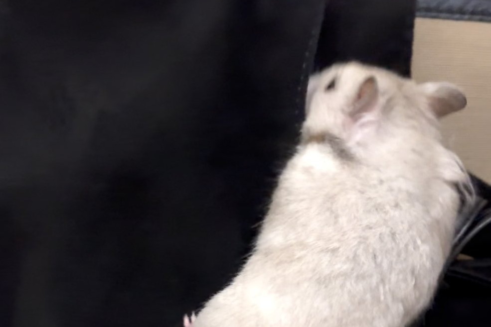 ごく普通のハムちゃんに見えますが……